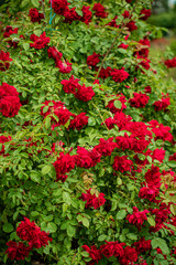 A stunning display of bright red roses fills the garden, glowing under the warm sunlight