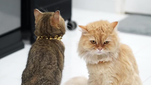 Fluffy indoor cats with distinct fur colors and patterns showcase playful nature, providing companionship and charm in warm, inviting space for pet lovers and animal enthusiasts