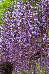 Beautiful hanging racemes of purple Wisteria floribunda, close up. Blooming scented violet Wisteria Vine. Blue Chinese wisteria is prolific tree, species of flowering plant of the pea family, Fabaceae