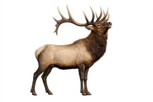 Bull elk standing, showcasing impressive antlers, a symbol of wildlife, power, and nature on transparent background