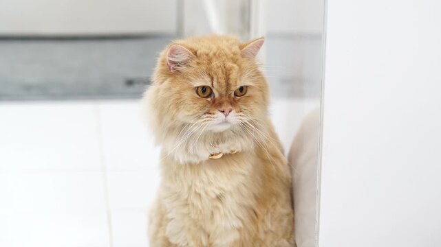 Fluffy orange cat with grumpy expression sitting against white wall, showcasing thick fur and cute demeanor, adds humor to serene environment while captivating attention with its unique personality