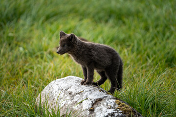 Fototapeta premium A young brown, grey polarfox on Iceland