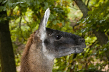 Reh (Capreolus capreolus) - Portrait
