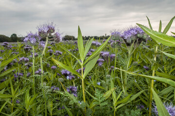 Rainfarn-Phazelie (Phacelia tanacetifolia)