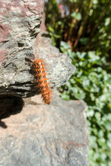 Raupe einer Ampfereule (Acronicta rumicis)