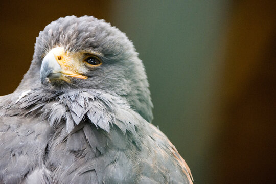 W&uuml;stenbussard