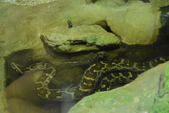 The Ceylon tiger python