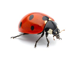 Ladybug on white background. Red beetle with black spots, legs, and head. Isolated on bright, clean backdrop