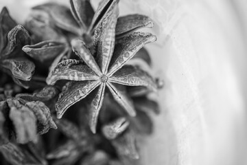 Black and white macro of star anise for organic wellness and botanical background. Natural herbal spice template for alternative medicine, relaxation and harmony concept with copy space.