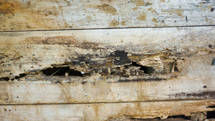 weathered and decayed wooden plank with holes