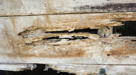 weathered and decayed wooden plank with holes
