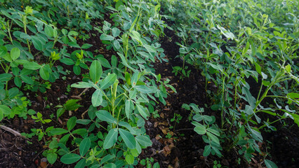Row of young peanut plants growing in a fertile agricultural field