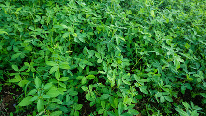 Row of young peanut plants growing in a fertile agricultural field