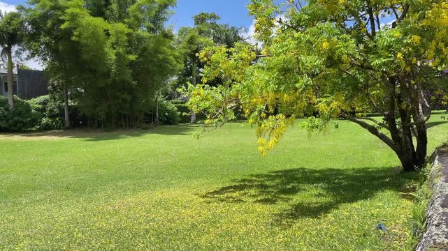 Golden Shower Tree Blooming in a Lush Tropical Garden with Green Lawn and Bamboo