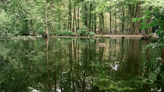 Static 11s shot of a forest river with mirror reflections and two ducks. Ideal for promoting wildlife preservation and environmental ecology.