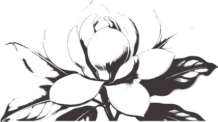 Detailed black and white botanical of a magnolia flower © Rakibul V