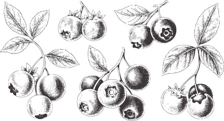 Detailed black and white botanical of berries and leaves © Rakibul V