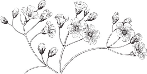Detailed black and white botanical of flowering stems