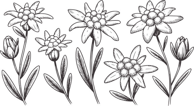Detailed monochrome botanical of edelweiss flowers and buds