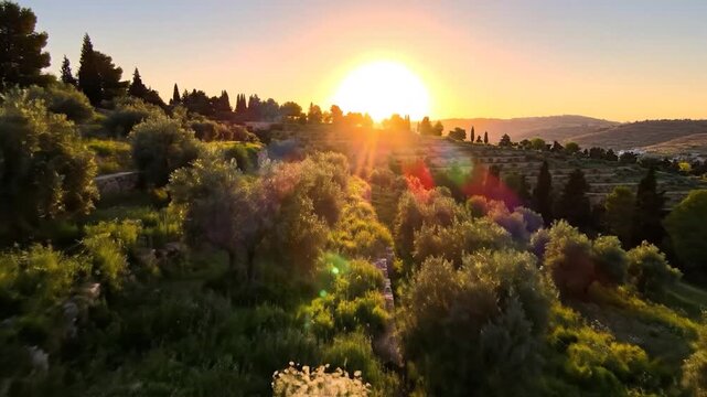 The sun rises majestically over a verdant hillside, illuminating vibrant wildflowers and lush olive trees in the scenic landscape. The olive trees and wildflowers bask in the warm sunlight.