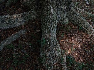 Big Roots Tree in the Public Space