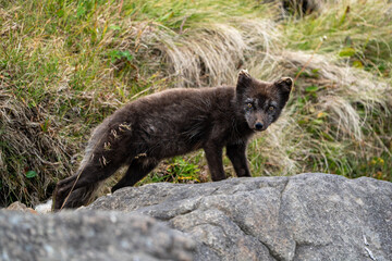 Fototapeta premium A young brown, grey polarfox on Iceland