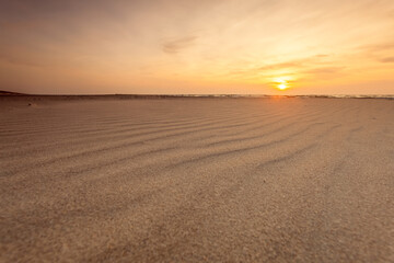 Golden Sunset Over the Curonian Spit with Weathered Driftwood