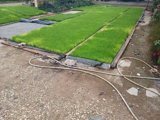 Rice Nursery in The Yard