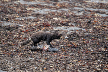 A young brown, grey polarfox on Iceland