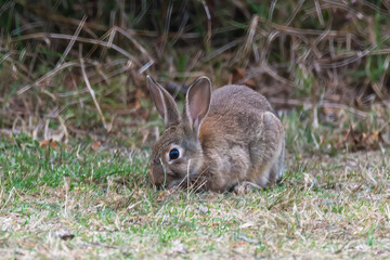 Fototapeta premium Wild European Rabbits in Australia (Oryctolagus cuniculus)