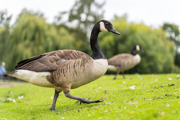 Fototapeta premium Canada geese (Branta canadensis) at JS Rowntree Lake Park in York, England