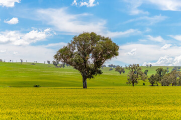 Fields and pastures around the Cowra region in Spring © Merrillie