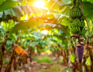 Lush banana plantation with ripening fruits and sunlit path in background showcasing tropical agriculture