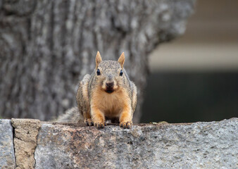 Close Up of a Curious Eastern Gray Squirrel Looking Directly at the Camera