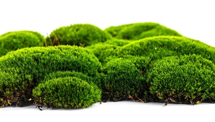 Lush, bright green moss clumps sit against a clean white background, creating a soft, natural texture