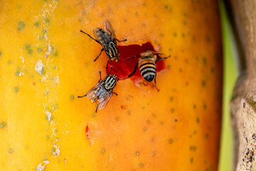 Bees and flies feeding through a hole in a papaya