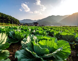 Lush cabbage patch stretches to a distant pagoda framed by mountains under a bright, sunny, cloud-strewn sky