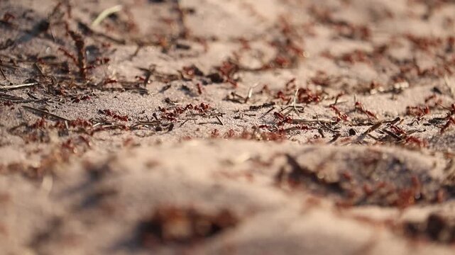 Forest brown ants on sand, macro shot. This macro footage is perfect for nature documentaries, educational content, or projects about wildlife and environment.