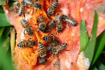 Bees feeding on a decomposing papaya.