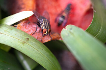 Flesh fly (genus Sarcophaga) feeding on a rotting papaya.