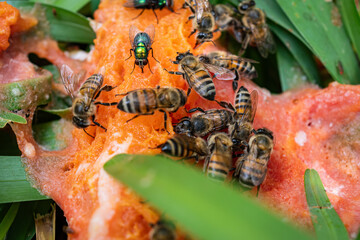 Bees feeding on a decomposing papaya.