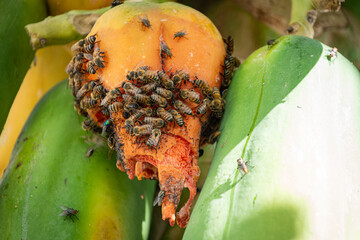 Bees feeding on a decomposing papaya.