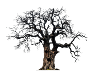 Isolated silhouette of a robust, old tree with gnarled branches on a stark black background