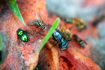 Close-up of a common green fly feeding on a rotting papaya.
