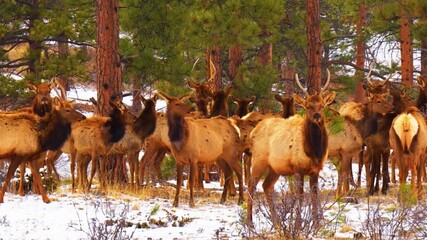 Deer Standing in Meadow