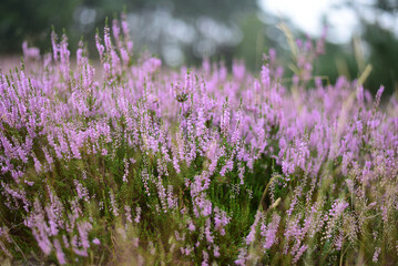 macro shot of purple and pink Erica flowers. Macro view of blooming heather (Erica) flowers in purple and pink shades, higligthing delicate petals and intricate floral details in close-up