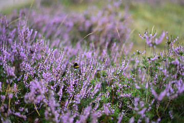 Fototapeta premium Macro of purple and pink heather with bumblebee. Macro close-up of blooming heather (Erica) flowers in purple and pink shades, with a bumblebee perched on the petals, highlighting intricate floral 