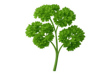 Obraz premium Parsley sprig offering fresh green curly leaves, ready for use as a culinary herb or garnish, transparent background