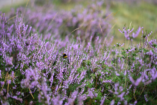 Macro of purple and pink heather with bumblebee. Macro close-up of blooming heather (Erica) flowers in purple and pink shades, with a bumblebee perched on the petals, highlighting intricate floral  
