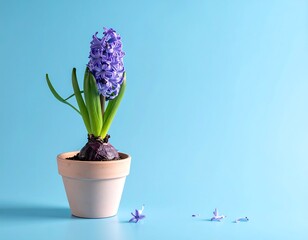Purple hyacinth in a light tan pot against a light blue background, with fallen petals around the base